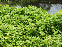 Alternanthera philoxeroides