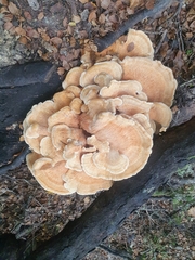 Bondarzewia kirkii