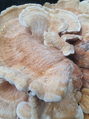 Bondarzewia kirkii