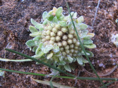 Chthonocephalus pseudevax