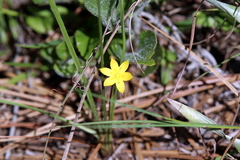 Hypoxis hirsuta
