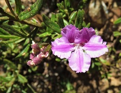 Coopernookia barbata