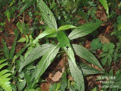 Achyranthes longifolia