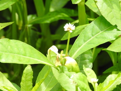 Alternanthera philoxeroides
