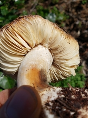 Leucoagaricus amanitoides