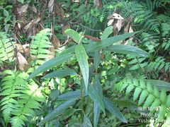 Achyranthes longifolia