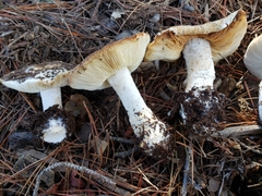 Leucoagaricus amanitoides