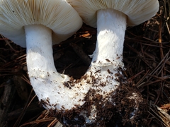 Leucoagaricus amanitoides