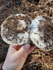 Leucoagaricus amanitoides