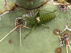 Eremopedes covilleae