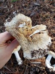 Leucoagaricus amanitoides