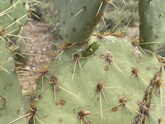 Eremopedes covilleae