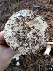 Leucoagaricus amanitoides