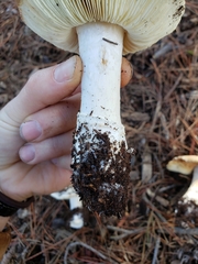 Leucoagaricus amanitoides