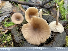Pseudoclitocybe expallens