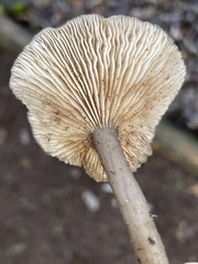 Pseudoclitocybe expallens