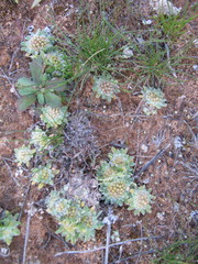 Chthonocephalus pseudevax