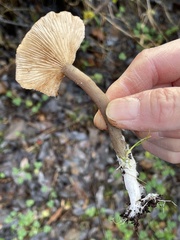 Pseudoclitocybe expallens
