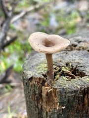Pseudoclitocybe expallens