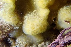 Polyclinidae