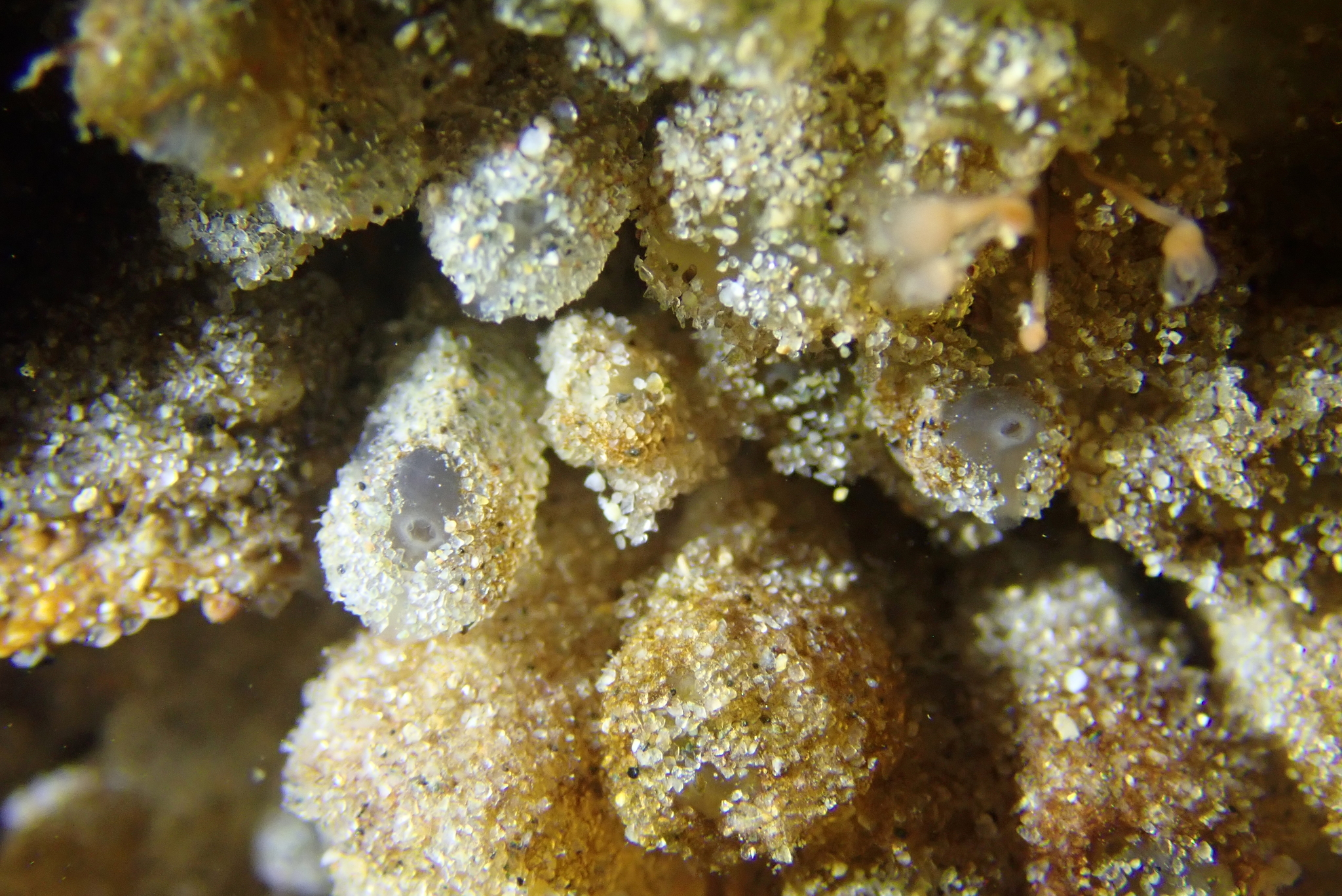 Euherdmania claviformis (Ritter, 1903)
