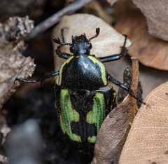 Chlorobapta bestii