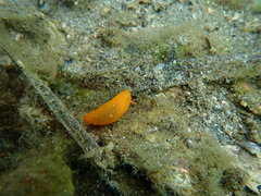 Doriopsilla peculiaris