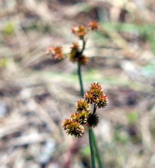 Juncus megacephalus