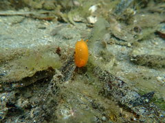 Doriopsilla peculiaris