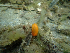 Doriopsilla peculiaris