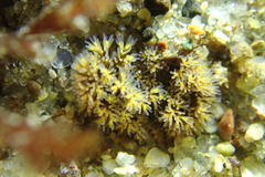 Themiste pyroides