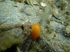 Doriopsilla peculiaris