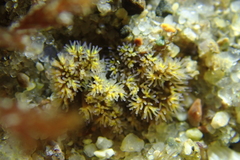 Themiste pyroides