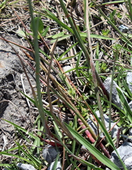 Juncus megacephalus