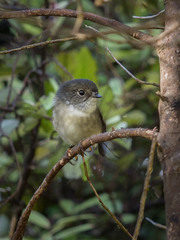 Petroica macrocephala toitoi