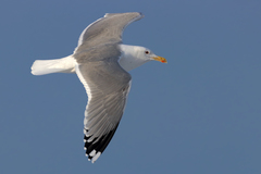 Herring Gull photo 3