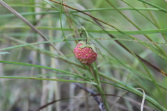 Fragaria orientalis