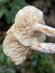 Pholiota decorata