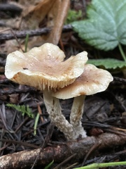 Pholiota decorata