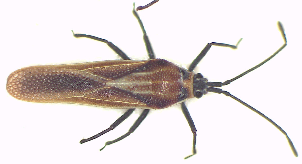 Epimixia tropica