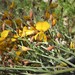 Jacksonia scoparia - Photo (c) Chris Jonkers,  זכויות יוצרים חלקיות (CC BY-NC), הועלה על ידי Chris Jonkers