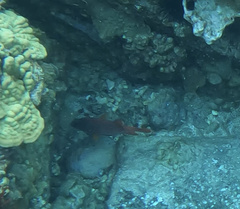 Sargocentron spiniferum