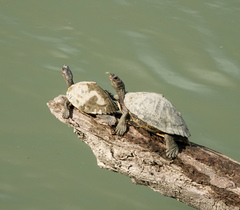 Assam Roofed Turtle photo 2