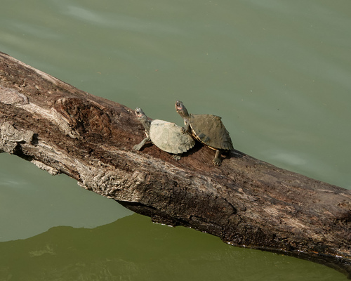 Assam Roofed Turtle, Pangshura sylhetensis