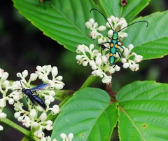 Polyzonus tetraspilotus