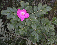 Rosa
