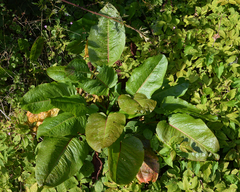 Rumex