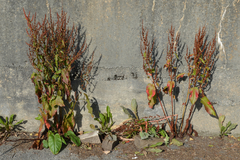 Rumex