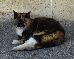 Felis catus