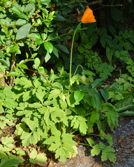 Papaver